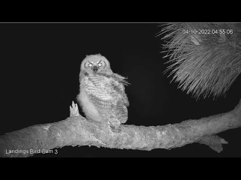 Savannah GHO Nest - Owlet found Alien (aka Hooman) stalker cam