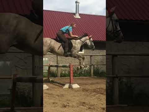 , title : 'Jumping. Russian horse. #shorts #horse'
