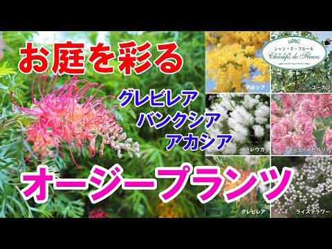 スワンプオーク 植物