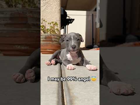 But that 1% 😬😤 #puppy #pitbull #cute #short
