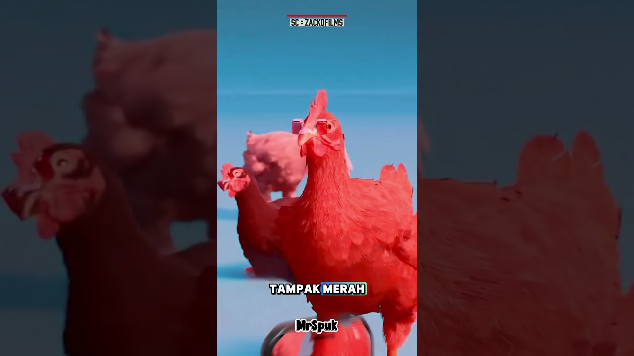 Kenapa Ayam Dipakaikan Kacamata? Ini Alasannya 🤔