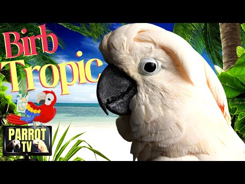 Birb Tropic | Tropical Reggae Music Mix and More for Birds | Parrot TV for Your Bird Room🍹