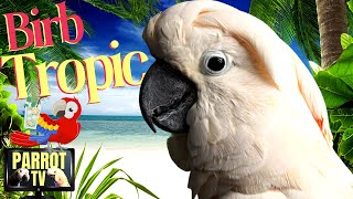 Birb Tropic | Tropical Reggae Music Mix and More for Birds | Parrot TV for Your Bird Room🍹