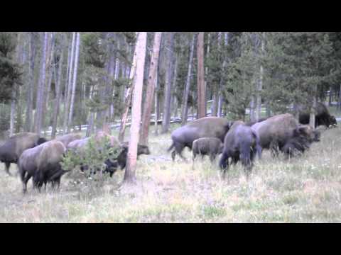 Camping with the Bison in Yellowstone