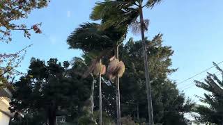 2025年7月28日（月）サンパウロ市内の強風