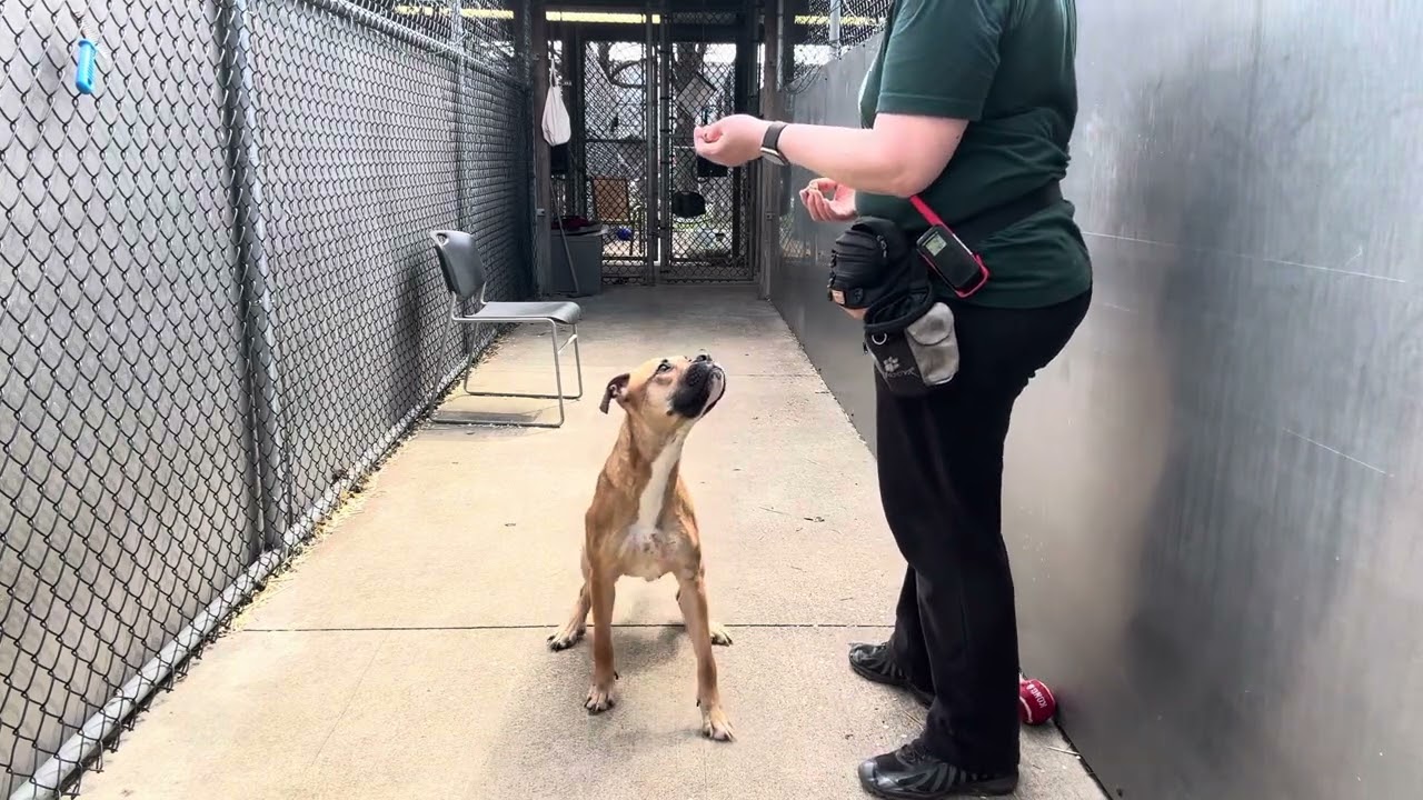 Enlarge Barlette, a ADOPTABLE Pit Bull Terrier in Chicago, IL video 5/5
