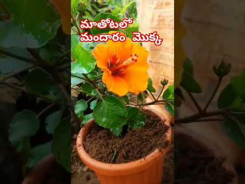 మాతోటలో మందారం మొక్క || #pnldcreations || #shorts