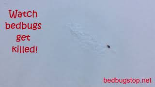 How to kill bed bugs | Bed Bug Killers