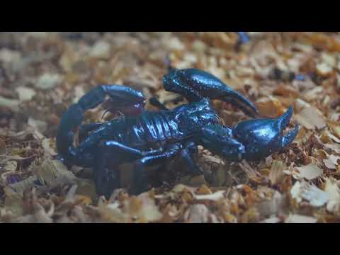 Scorpio - The Deadly Stinger