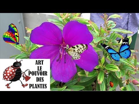 Gardening Tips: Tibouchina Urvilleana: How to Take a Cutting: Mediterranean Perennial