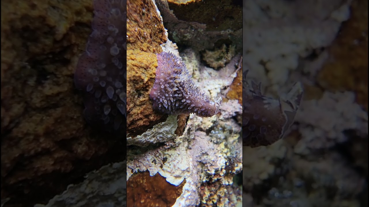 YouTube Short thumbnail