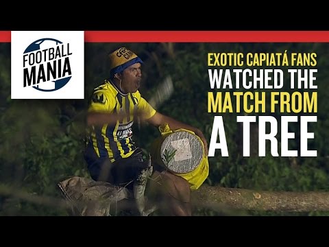 Exotic Capiatá Fans Watch the Match from a Tree - Copa Sudamericana 2014