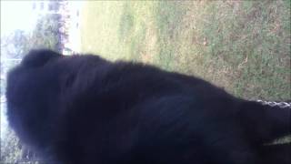 preview picture of video 'tibetan mastiff in chandigarh.'