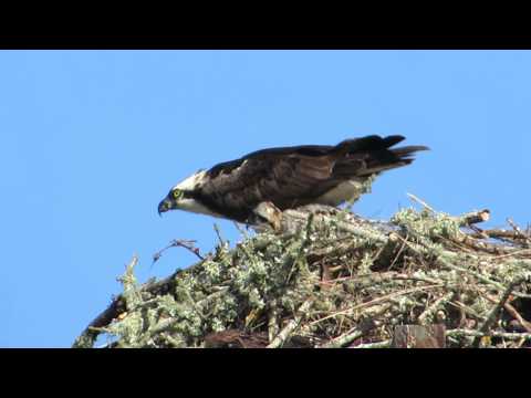 Baby Osprey in nest with mother - July 17, 2014