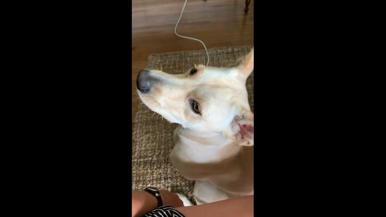 Enlarge Leia, a ADOPTABLE mixed breed in White Plains, NY video 5/5