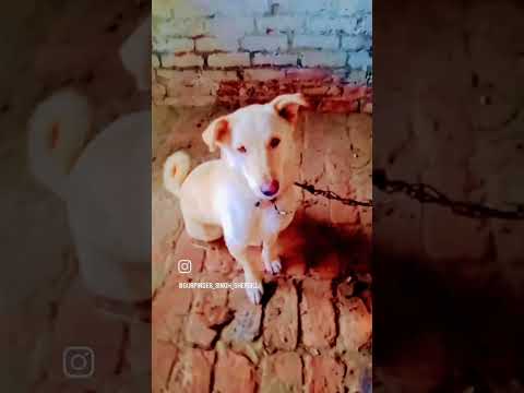 My dog #shorts #viral #youtube #dog #jaat #youtubeshorts #pitbull #dogs #tranding #desi #short #100