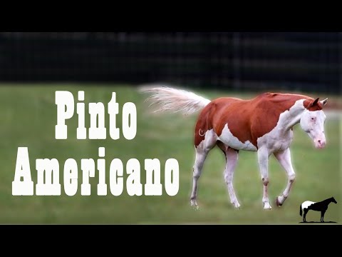 , title : 'Caballo Pinto Americano "Paint Horse" (Historia y Orígenes) 🐴-Del Cerro Soy'