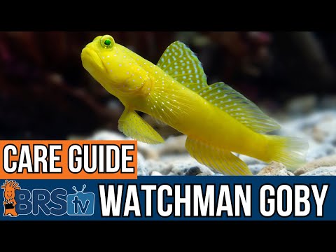 The Basics of Watchman Goby Care!
