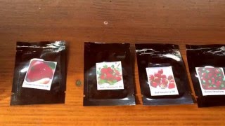 Erdbeeren anbauen - Erste Erfolge sind zu sehen!