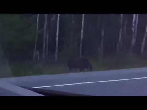 Weird Monster Stalking Moose In Canadian Woods [FULL VIDEO]