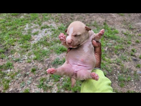 THOMPSON'S KENNEL MORE UPDATES FOR YOUR  A$$ 😎