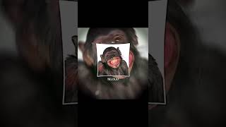 Download lagu SARI ROTI, BAR MANGAN TERUS MUMET 🗿 mp3 Download lagu SARI ROTI, BAR MANGAN TERUS MUMET 🗿 mp3