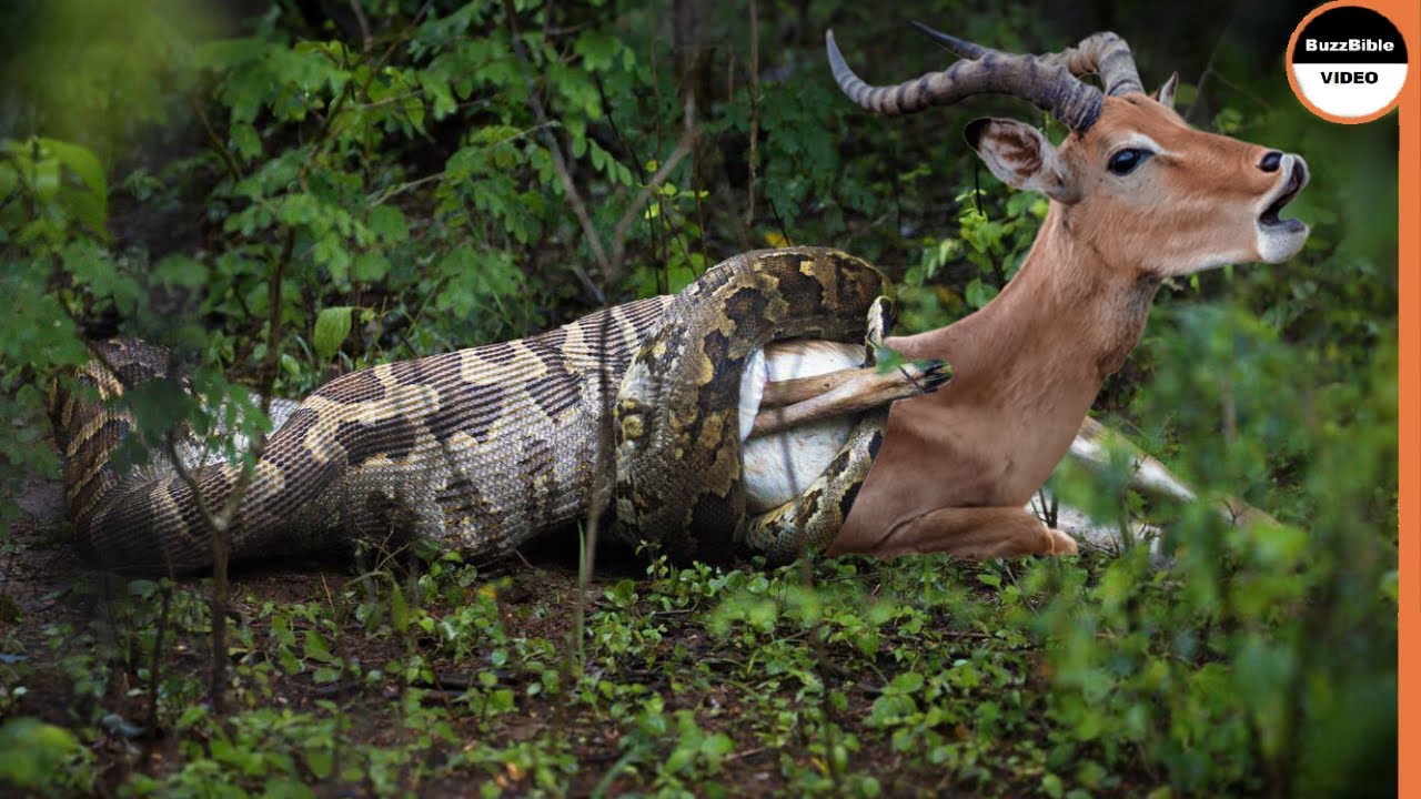 This Malicious Python Swallows The Impala Whole
