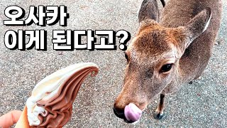 오사카 초스피드 관광 - 7시간 동안 가이유칸, 포켓몬 센터, 나라 사슴공원 조지기
