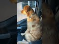 Dog looks betrayed when he realizes he's at the Vet.