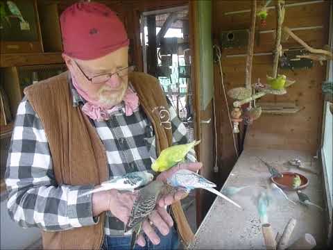 2024 06 01 Knaulgras