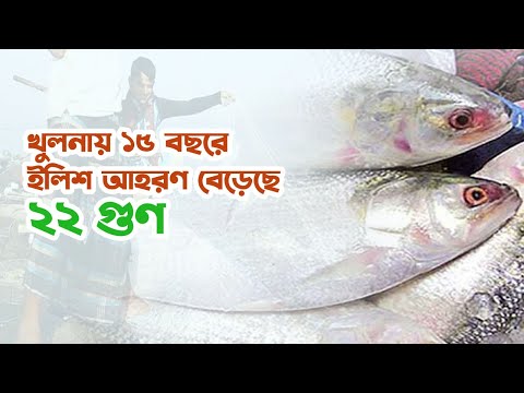 খুলনায় ১৫ বছরে ইলিশ আহরণ বেড়েছে ২২ গুণ