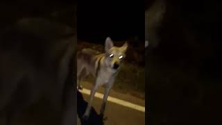 cane-lupo-cecoslovacco-in-fuga-ad-ariano-non-sparate