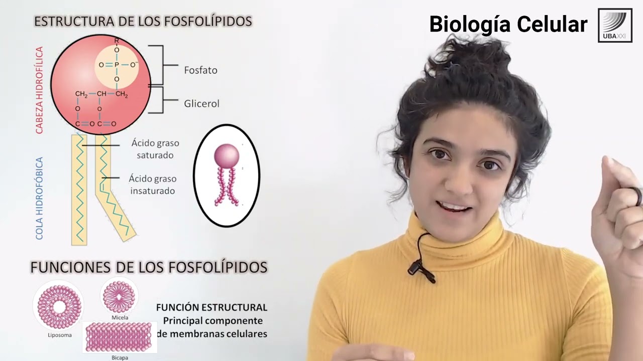 8.Biología Celular: Estructura y función de los Lípidos