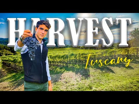 WINE ESTATE FOR SALE IN TUSCANY, BIO ORGANIC VINEYARD, ITALY | VIGNETO AZIENDA AGRICOLA IN VENDITA