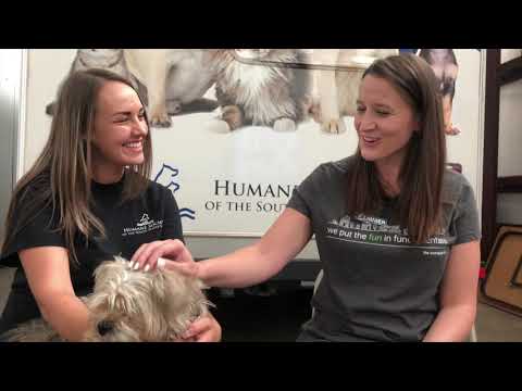 Humane Society of the South Platte Valley offers to homes and healthcare to animals in need.