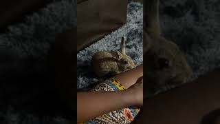 Cottontail Rabbits Videos