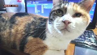 三毛猫フミちゃん  LIVE配信   2026年8月21日　calico cat　(LIVE stream)