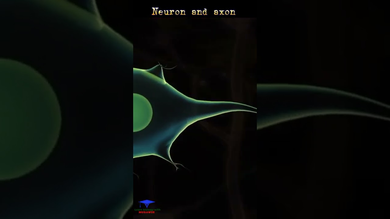 Brain - Neuron and Axon Animation | Medical animation 🩺| #shorts #medical #neuron #axon