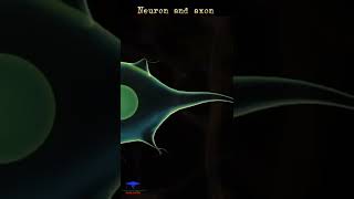 Brain - Neuron and Axon Animation | Medical animation 🩺| #shorts #medical #neuron #axon