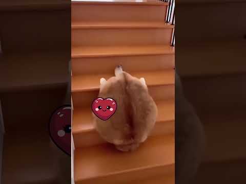 Wählen Sie Katzentreppen