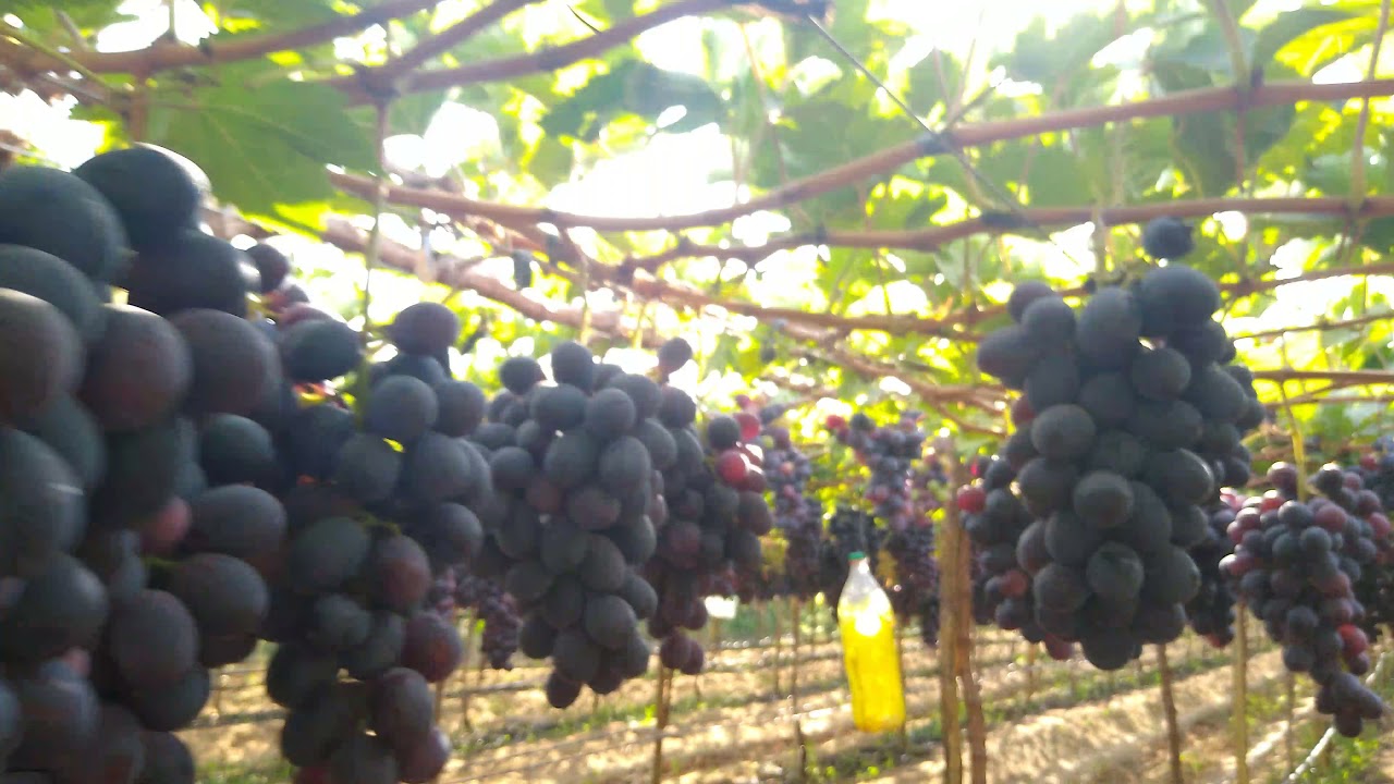 Mostrando a uva Itália