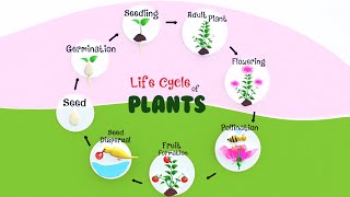 Life cycle of Plants | How Does a Plant Grow? | Pollination and Fertilization in Plants