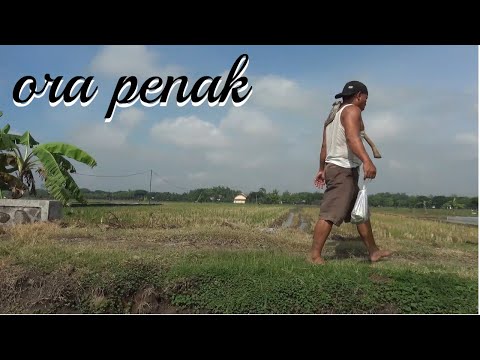 SHORT FILM - ORA PENAK - FUNNY JAVANESE COMEDY DRAMA