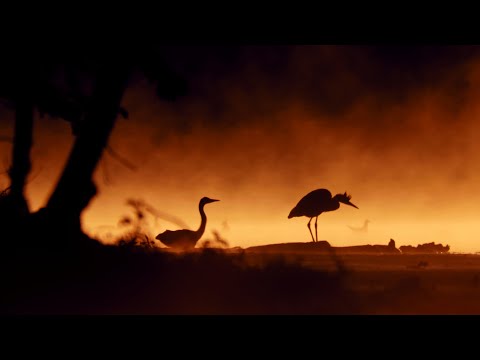 Burning water before sunrise – Grey heron (Ardea cinerea)