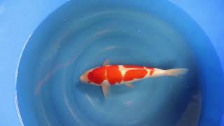 video van Yondan  Kohaku 2301015