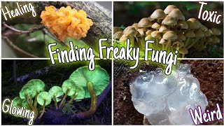 Mind-Blowing Mushrooms! You Won't Believe What Fungi You Can Find In The Woods! 🍄