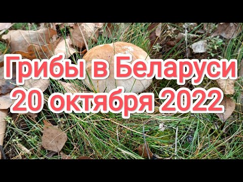 Грибы в Беларуси 20 октября 2022 | Грибы в Витебске 20 октября 2022 | Грибы под Витебском