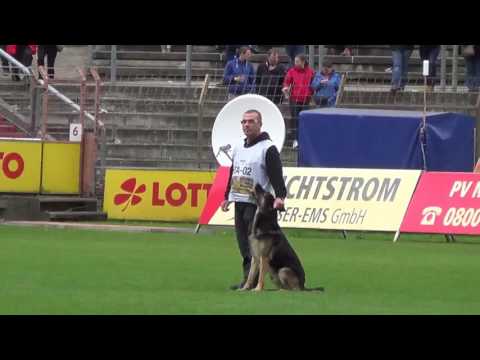 Gighen B WUSV 2016 Meppen