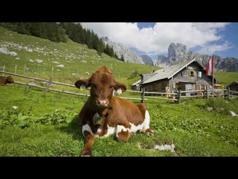 Vandra utan packning i alperna. Vandra på egen hand!