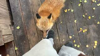 Алиса - лиса. Лиса очень хочет на кухню к холодильнику #лисяо #животные #милота #animals